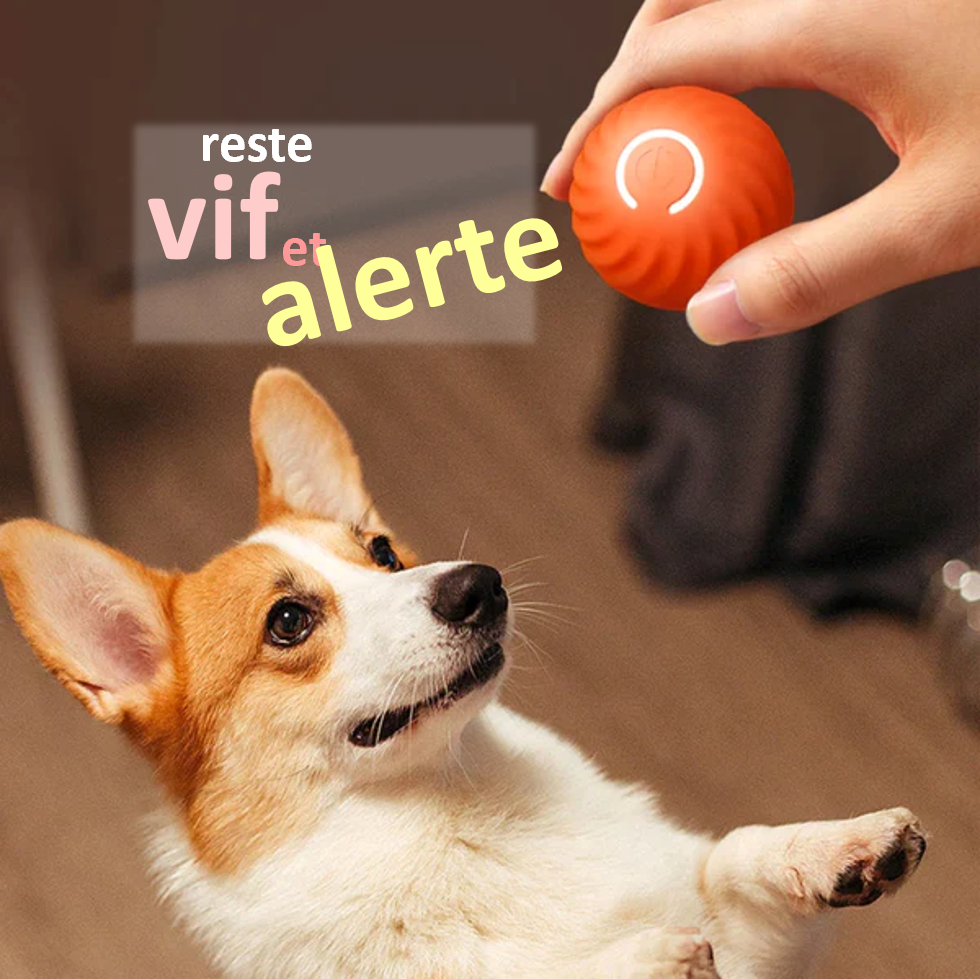 Balle interactive intelligente pour chien et chat rechargeable USB  autonomie de 3 heures Reste alerte et vif cadeau